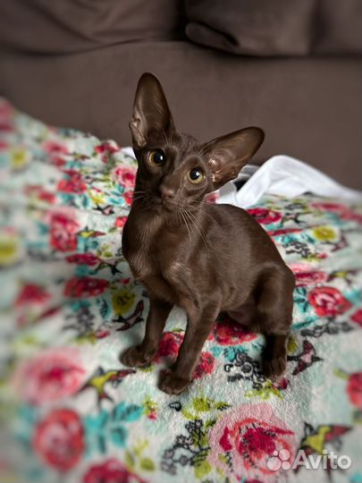 Ориентальная девочка WCF