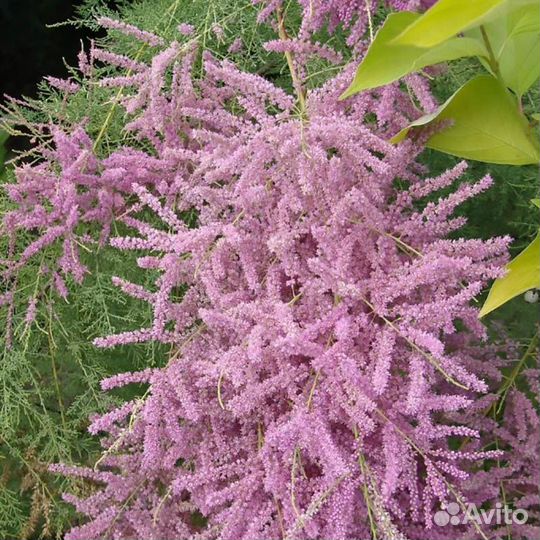 Декоративные кустарники для сада