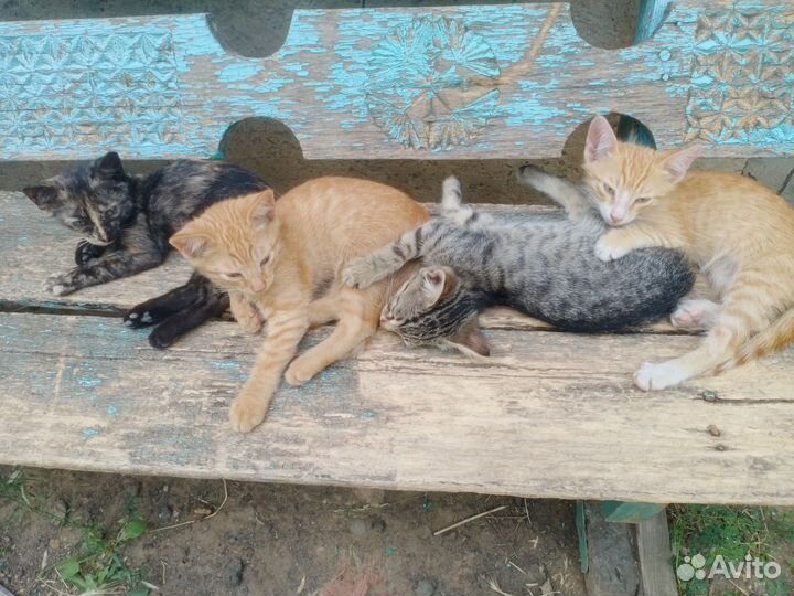 Котята в добрые руки бесплатно