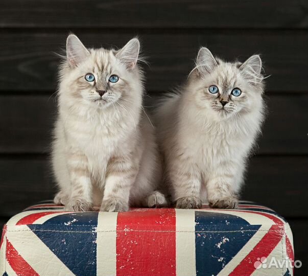 Мурчащий антистресс