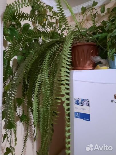Папоротник комнатный