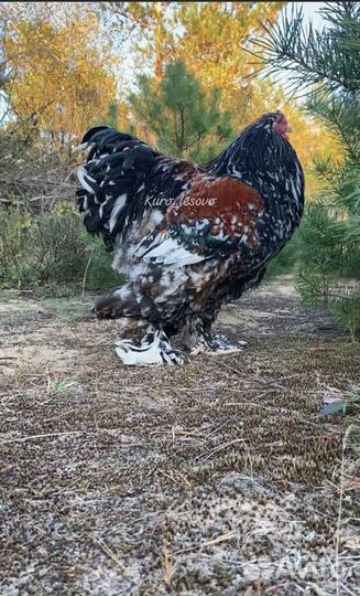 Петушки Брама