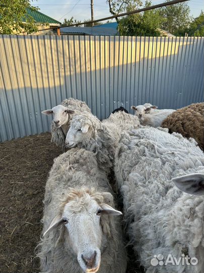 Овцы бараны