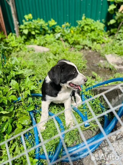 Щенок мальчик