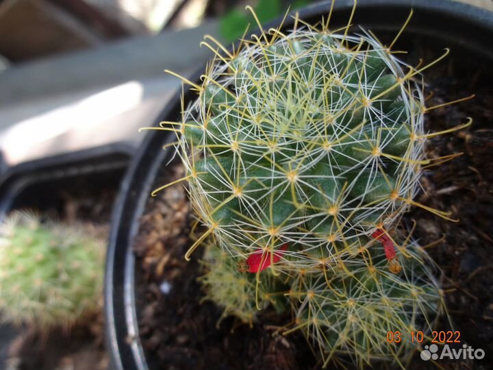 Кактусы разные