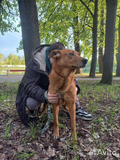 Собака в добрые руки. Мёд