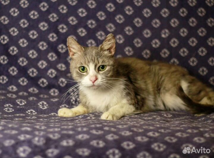 Фиона ищет дом