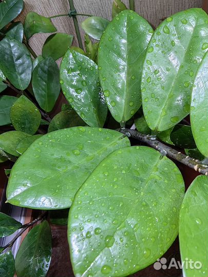 Замиокулькас