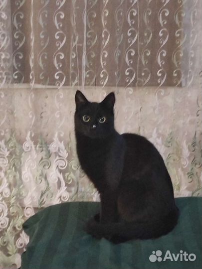 Кошки в добрые руки