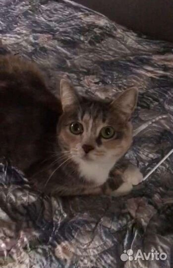 Кошка в дар бесплатно