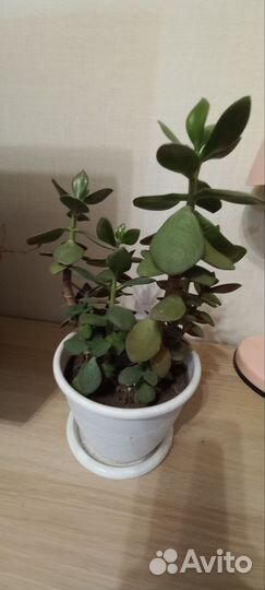 Крассула толстянка денежное дерево