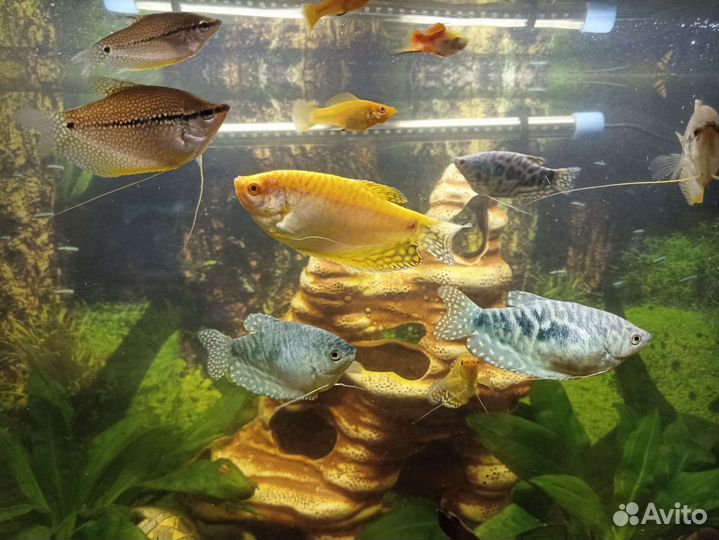 Меченосцы,Гурами,Пельвикахромисы