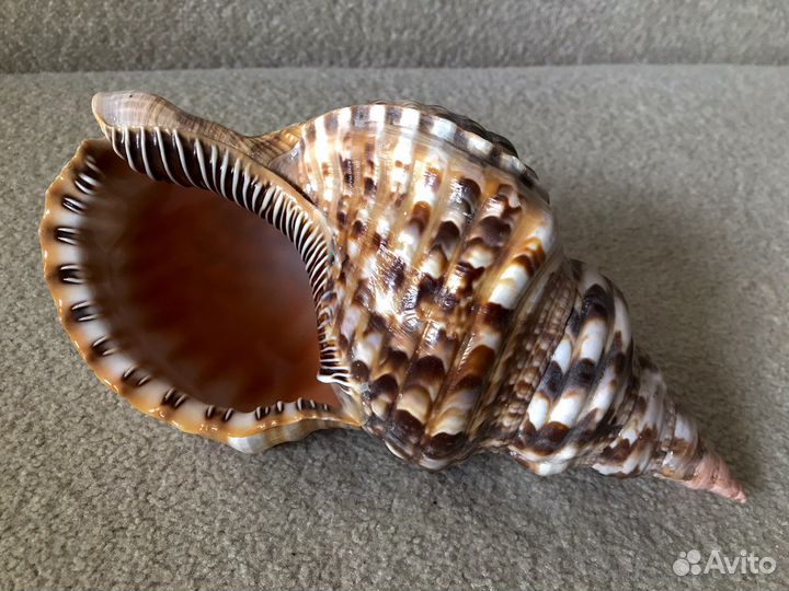 Морские ракушки раковины