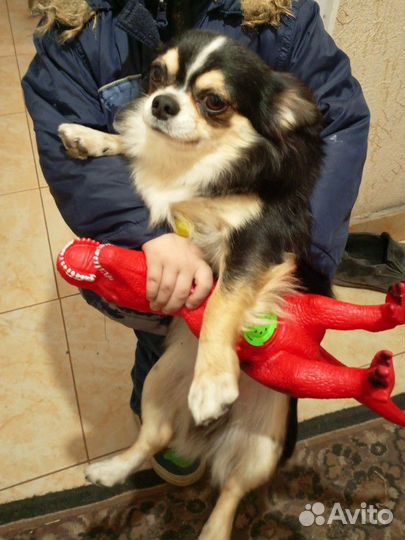 Вязка кобель чихуахуа