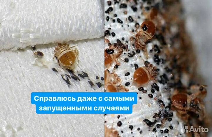Клопы, тараканы, муравьи, клещи, комары, блохи