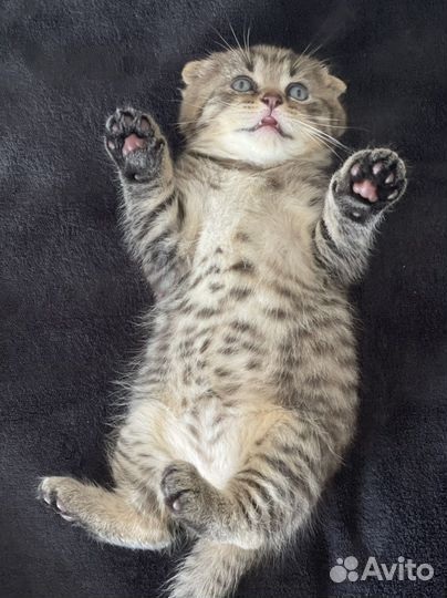 Шотландский вислоухий тигренок