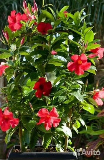 Комнатные растения цветы