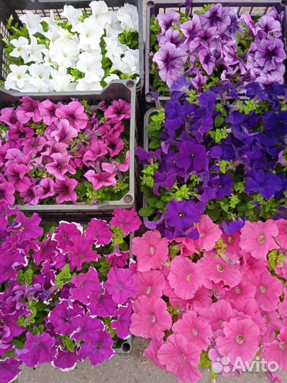 Петуния кустовая, крупноцветковая