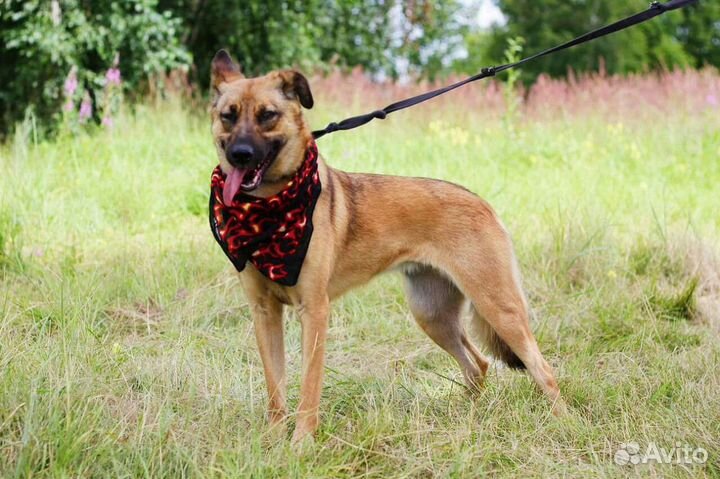 Собака из приюта в добрые руки