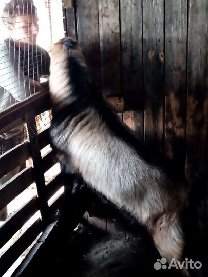 Козел на вязку