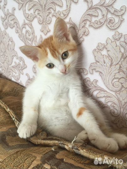 Котенок удача