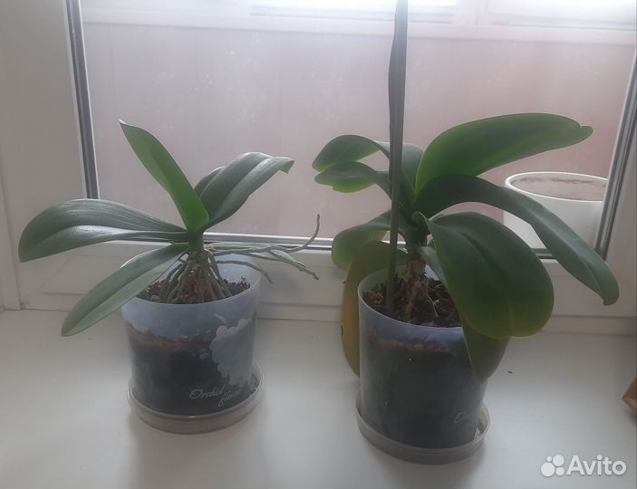Дендробиум фаленопсис
