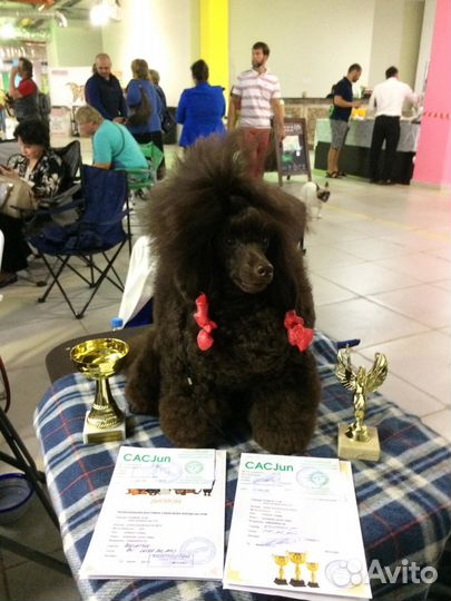 Той-пудель коричневого окраса для вязок