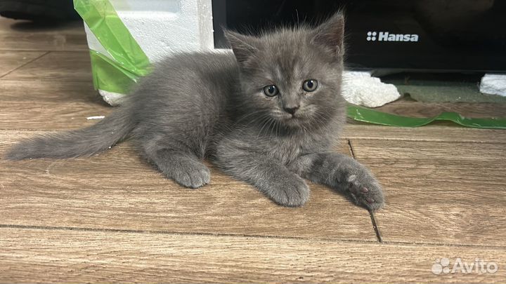 Продам кошечек британок