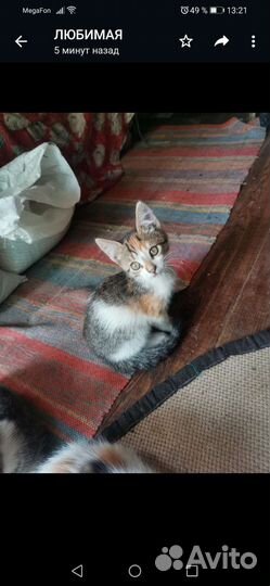 Кошка