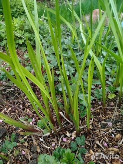 Садовые растения