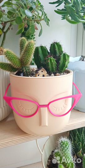 Композиция из кактусов