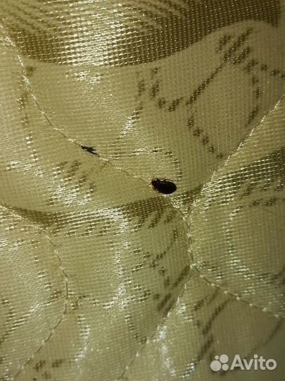 Дезинфекция