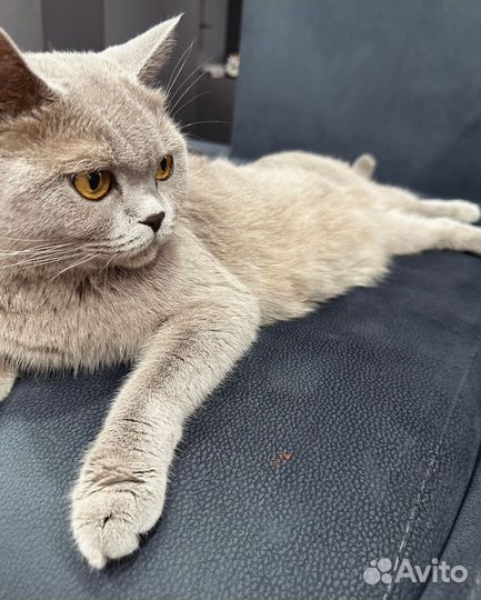 Британская