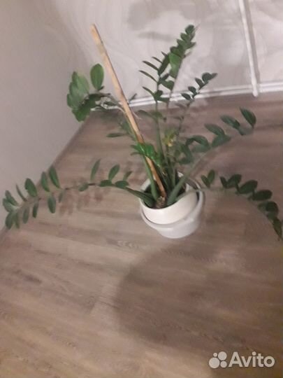 Комнатные цветы