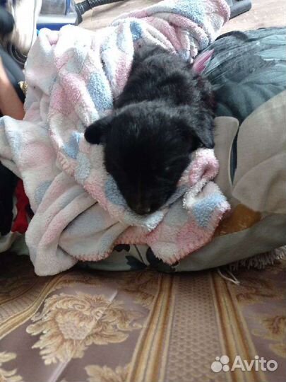 Щенок в добрые руки бесплатно