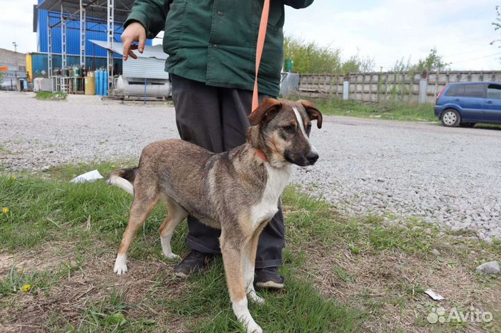 Собака в добрые руки из приюта