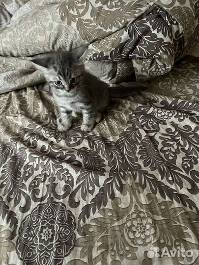 Котенок 1'5 месяца