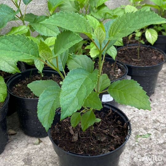 Гортензия Аннабель