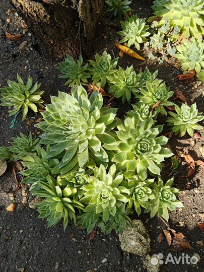 Молодило кровельное (каменная роза)