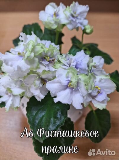 Фиалки сортовые