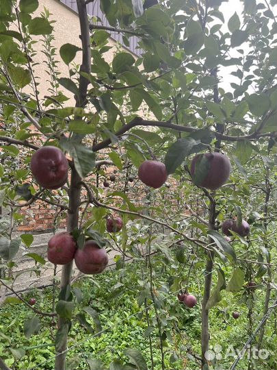 Яблоки рэд чиф