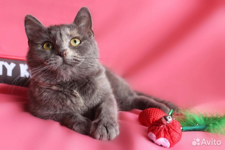 Кошка Паулина