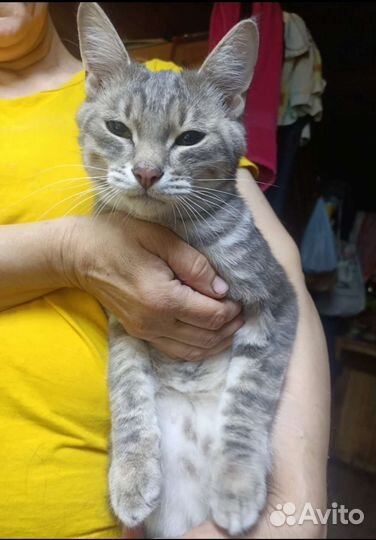 Котик в дар