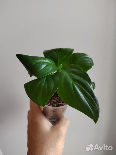 Спатифиллумы сортовые