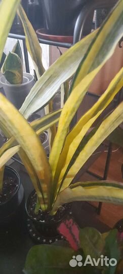 Сансевиерии Лорен
