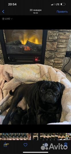 Щенки мопса