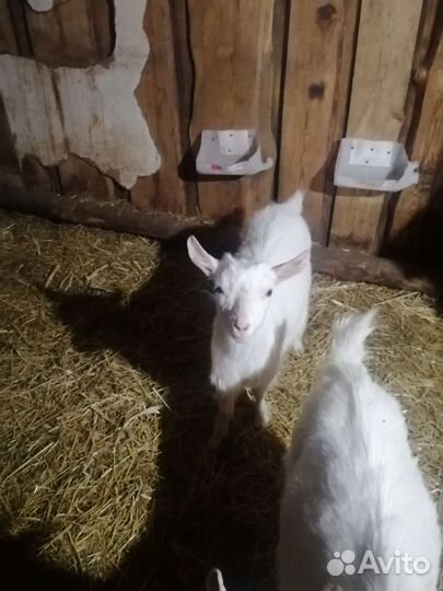 Зааненские козочки, 18.02.2023