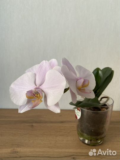 Орхидея фаленопсис