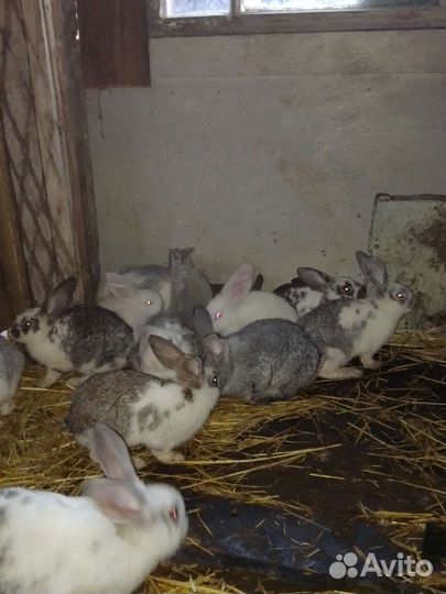 Серые великаны