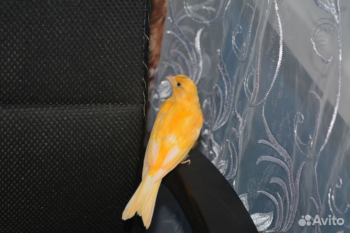 Поющие кенора